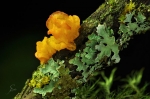Goldgelber_Zitterling-Tremella_mesenterica~0.jpg