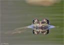 Grasfrosch_mit_Spieglung.jpg