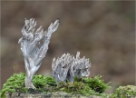 Graue_Koralle-clavulina_cinerea-03_10_2014.jpg