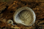 Grauer_Muscheling-Hohenbuehelia_grisea-29_11_2016.jpg