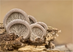 Grauer_Muscheling-Hohenbuehelia_grisea.jpg