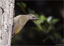 Grauspecht-grey-headed_woodpecker.jpg