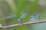 Grosse_Pechlibelle-Ischnura_elegans-Paarungsrad.jpg