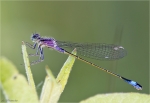 Grosse_Pechlibelle-Ischnura_elegans-junges_Weibchen.jpg