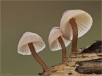 Grosser_Bluthelmling-Mycena_haematopus-23_11_2016.jpg