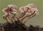 Grosser_Bluthelmling-Mycena_haematopus-26_10_2016.jpg