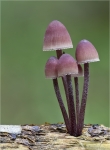 Grosser_Bluthelmling-Mycena_haematopus-Oktober_2014.jpg