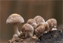 Gruenblaettriger_Schwefelkopf-Hypholoma_fasciculare.jpg
