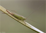 Gruenes_Heupferd-Tettigonia_viridissima-August_2014.jpg