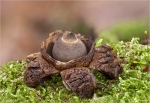 Halskrausen_Erdstern-Geastrum_triplex.jpg