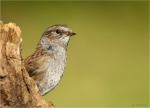 Heckenbraunelle-dunnock-03_08_2016.jpg