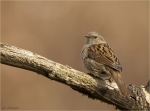 Heckenbraunelle-dunnock-11_03_2017.jpg