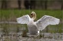 Hoeckerschwan-mute_swan.jpg