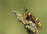 Hornissen-Glasfluegler-Sesia_apiformis.jpg