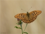 Kaisermantel-Argynnis_paphia-07_07_2018.jpg