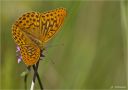 Kaisermantel-Argynnis_paphia.jpg