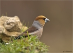 Kernbeisser-06_02_2018-Coccothraustes_coccothraustes.jpg