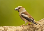Kernbeisser-Coccothraustes_coccothraustes-01_06_2016.jpg