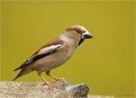 Kernbeisser-Coccothraustes_coccothraustes-01_Juni_2016_auf_Sandstein.jpg