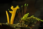 Klebriger_Hoernling-Calocera_viscosa~0.jpg