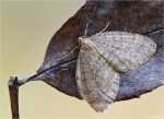 Kleiner_Frostspanner-Operophtera_brumata.jpg
