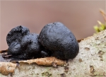 Kohlen_Kugelpilz-Daldinia_concentrica.jpg