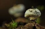 Kragenerdstern-Geastrum_striatum.jpg