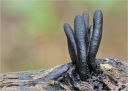 Langstielige_Ahorn-Holzkeule.jpg