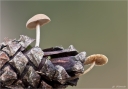 Maeuseschwanz-Ruebling.jpg