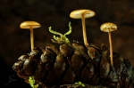 Maeuseschwanz_Ruebling-Baeospora_myosura-28_11_2016.jpg