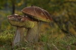 Maronen-Roehrling-Imleria_badia~0.jpg
