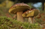 Maronen-Roehrlinge-Imleria_badia.jpg