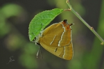 Nierenfleck-Zipfelfalter-Thecla_betulae.jpg