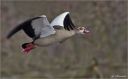 Nilgans-egyptian_goose.jpg