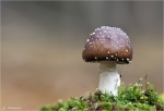 Pantherpilz-Amanita_pantherina.jpg