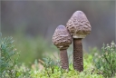 Parasol-Macrolepiota_procera.jpg