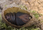 Puppe_kleines_Nachtpfauenauges_29_03_2021.jpg