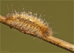 Raupe_Eichenspinner-14_05_2016.jpg