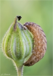 Raupe_der_Gelbbraunen_Herbsteule.jpg