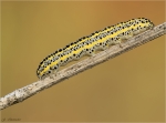 Raupe_der_Moendcheneule-Calophasia_lunula-26_09_2017.jpg