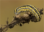 Raupe_der_Moendcheneule-Calophasia_lunula-Sept__2017.jpg