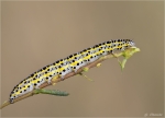 Raupe_der_Moendcheneule-Calophasia_lunula.jpg