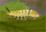 Raupe_des_Buchen-Streckfuss-Calliteara_pudibunda-2011.jpg