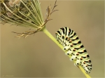Raupe_vom_Schwalbenschwanz-Papilio_machaon-01_09_2017.jpg