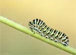 Raupe_vom_Schwalbenschwanz-Papilio_machaon-18_08_2016.jpg