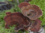 Roetender_Blaetterwirrling-Daedaleopsis_confragosa-2014.jpg