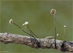 Rosshaar_Blasssporruebling-Gymnopus_androsaceus.jpg