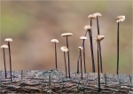 Rosshaarschwindling-Marasmius_androsaceus_-Januar_2016.jpg