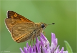Rostfarbiger_Dickkopffalter-Ochlodes_sylvanus-07_05_2017.jpg