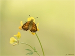 Rostfarbiger_Dickkopffalter-Ochlodes_sylvanus2C-auf_Hornklee.jpg